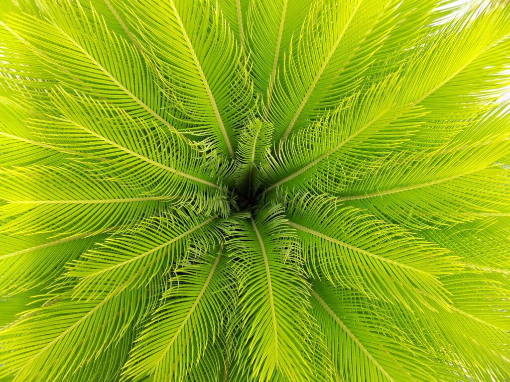 Aerial view of vibrant green palm leaves creating a tropical natural wallpaper background pattern