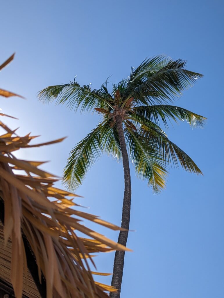 Tall palm tree with green fronds swaying under clear blue sky tropical wallpaper background