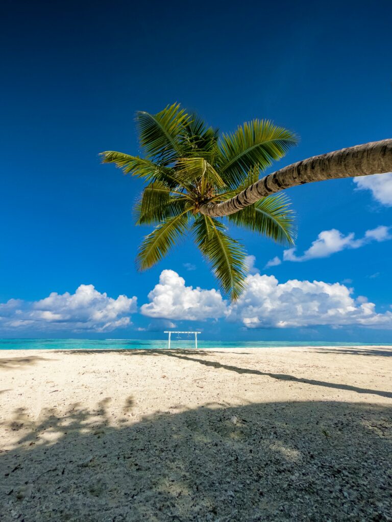 Tropical wallpaper palm tree over sandy beach turquoise sea blue sky with white clouds summer