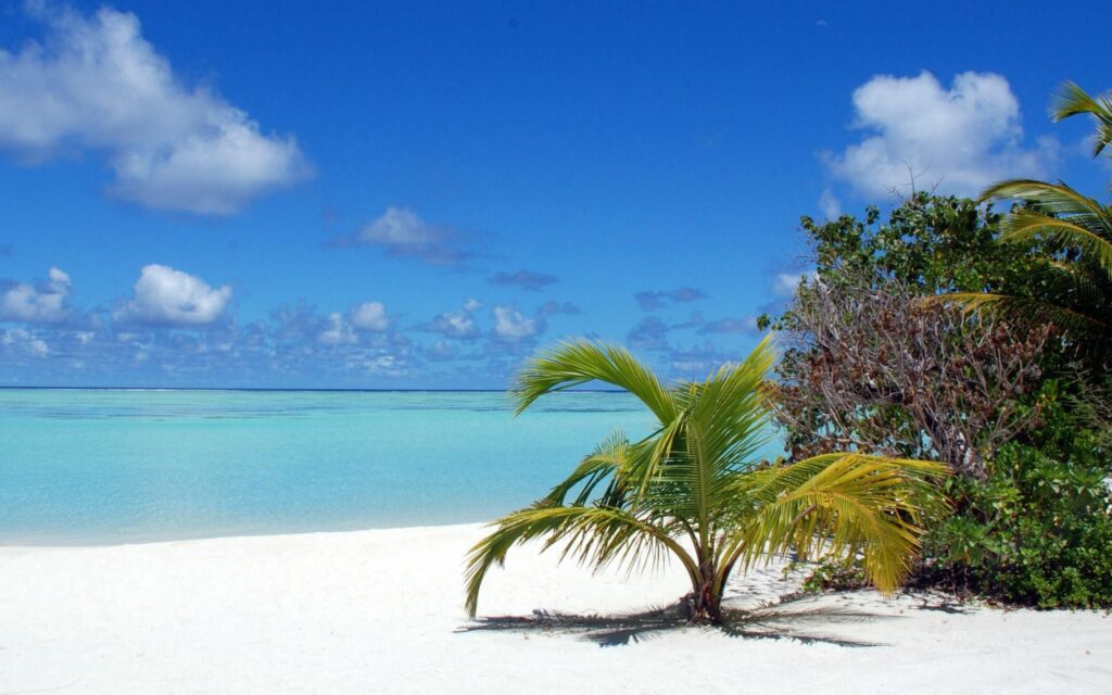 Tropical wallpaper with lush palm tree white sand turquoise water bright sky and fluffy clouds
