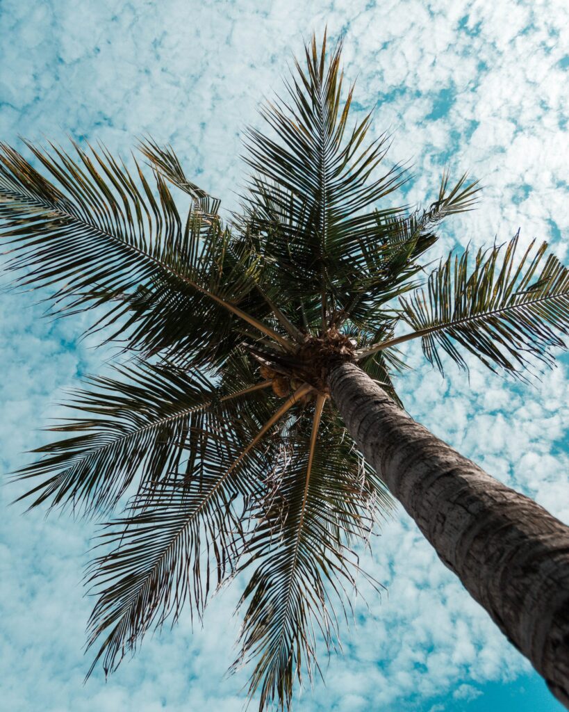 Bottom view of tall palm tree with lush green leaves against vibrant blue sky tropical wallpaper