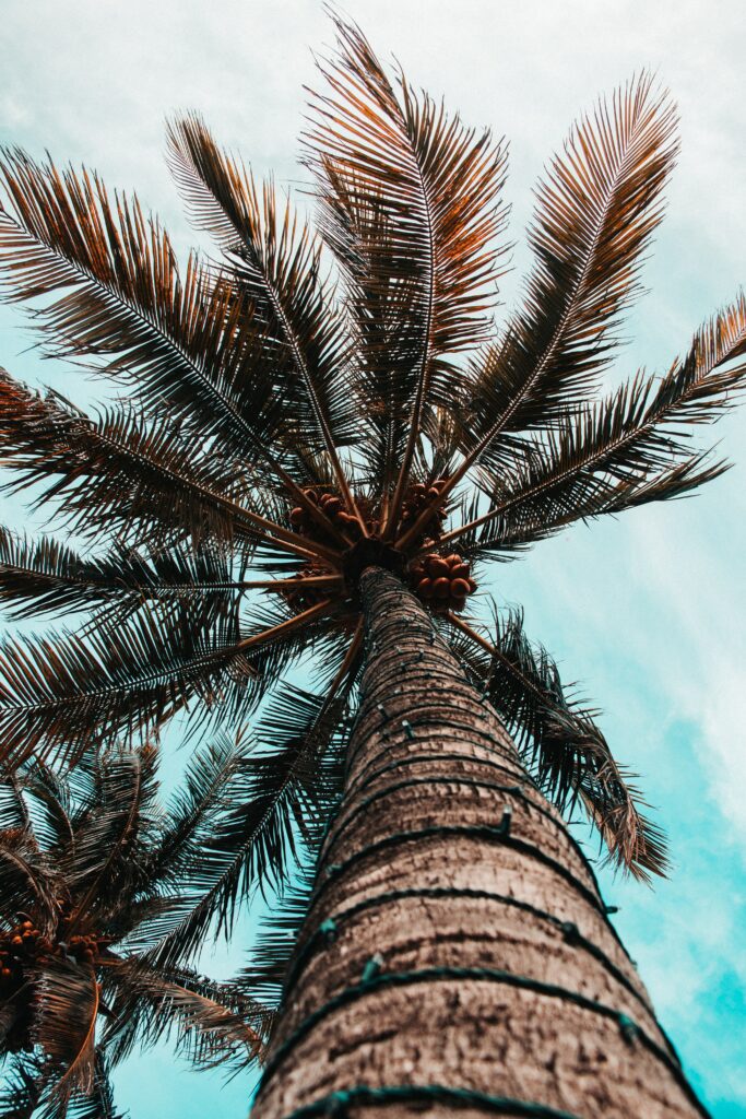 Bottom view of tall textured palm tree with sunlit fronds against vibrant blue sky wallpaper background