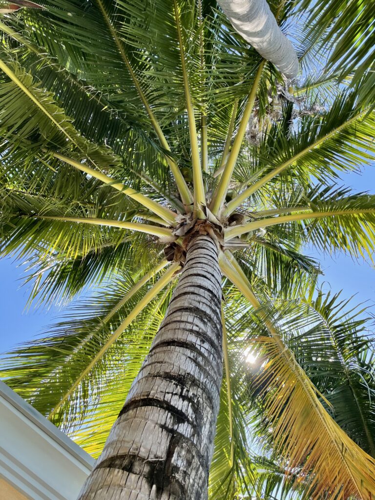 Bottom view of tall palm tree with green fronds against clear blue sky tropical wallpaper background