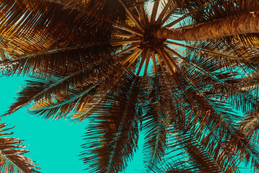 Bottom view of vibrant tropical palm tree with lush green leaves against turquoise sky wallpaper