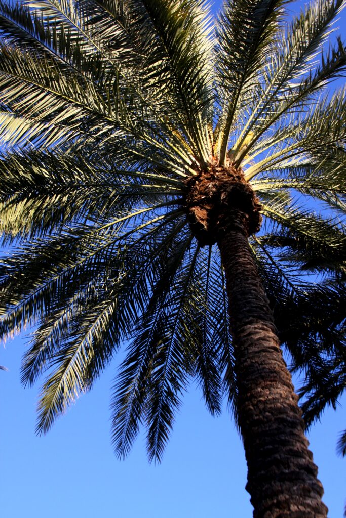 Bottom view of tall palm tree with green leaves and clear blue sky tropical wallpaper background
