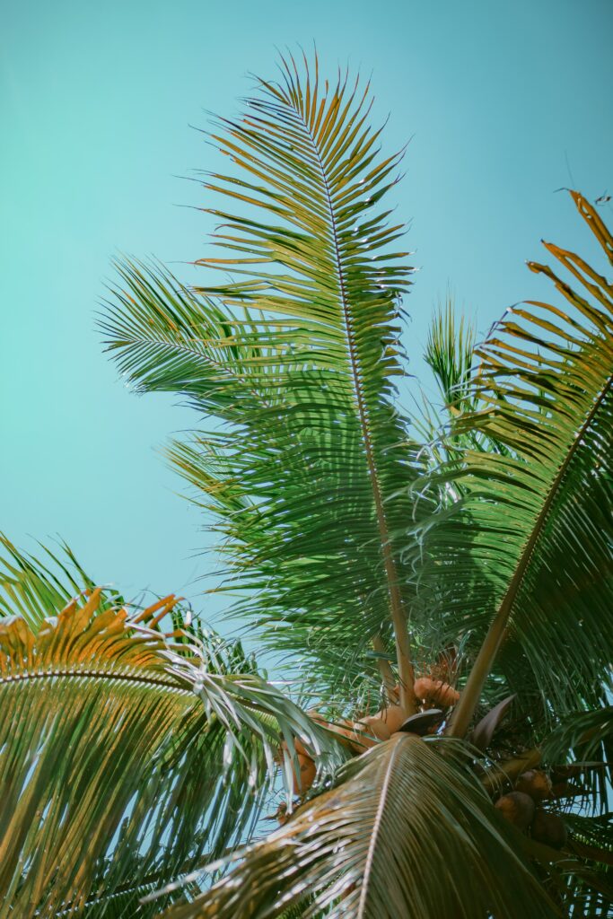 Bottom view of vibrant palm tree with lush green leaves against clear blue sky background Wallpaper