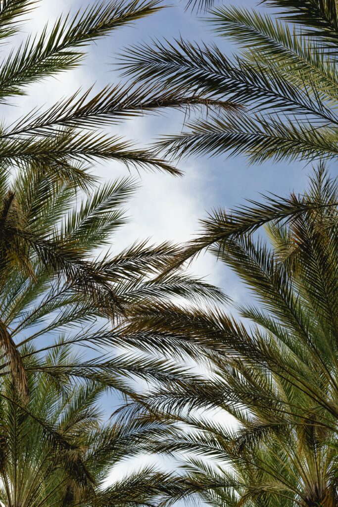 Vibrant palm tree branches arching against clear blue sky lush tropical greenery wallpaper background