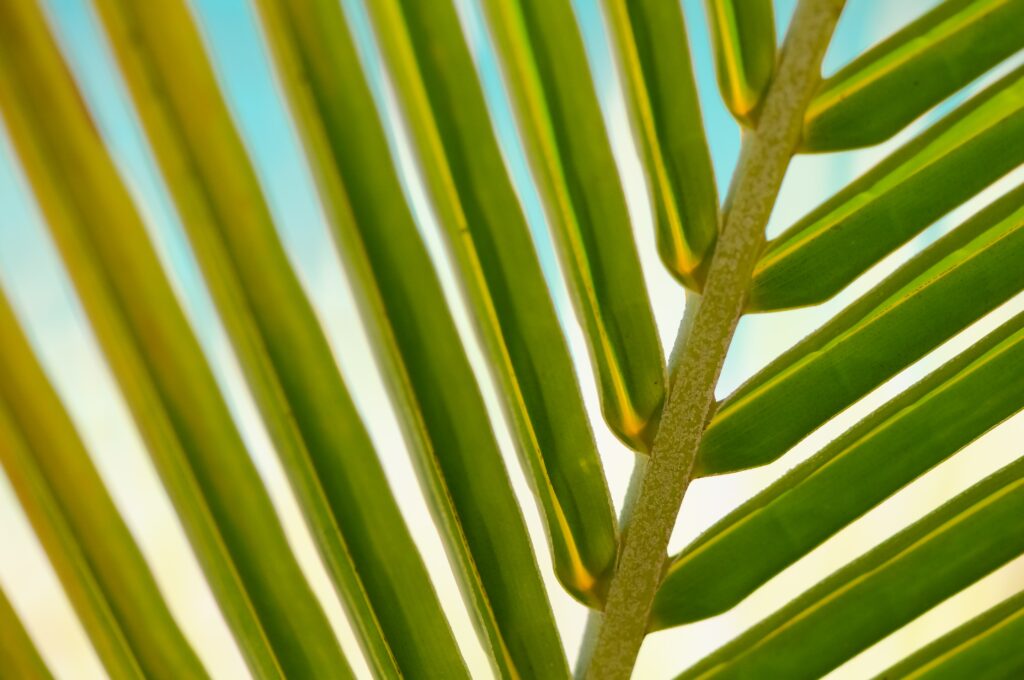 Close-up vibrant palm tree branch with green leaves against soft blue and yellow background wallpaper