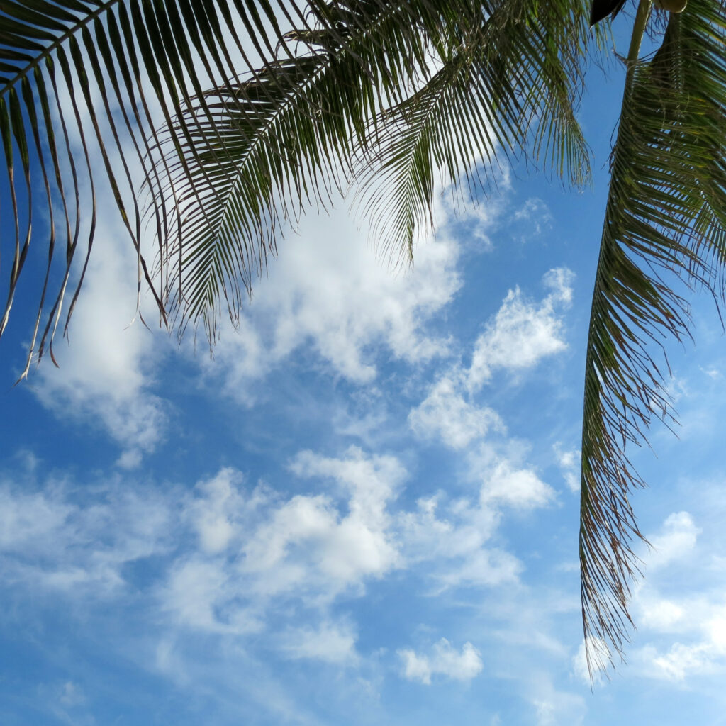 Delicate green palm leaves and slender branches against bright blue sky with wispy clouds background Wallpaper