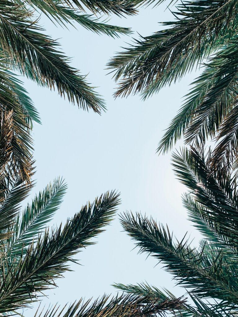 Lush green palm tree branches framing clear blue sky tropical wallpaper background fresh calm
