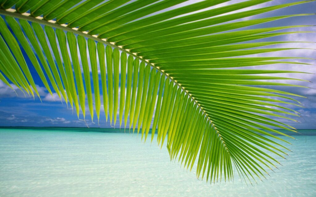 Vibrant green palm branch over turquoise gulf waters and bright blue sky tropical wallpaper background