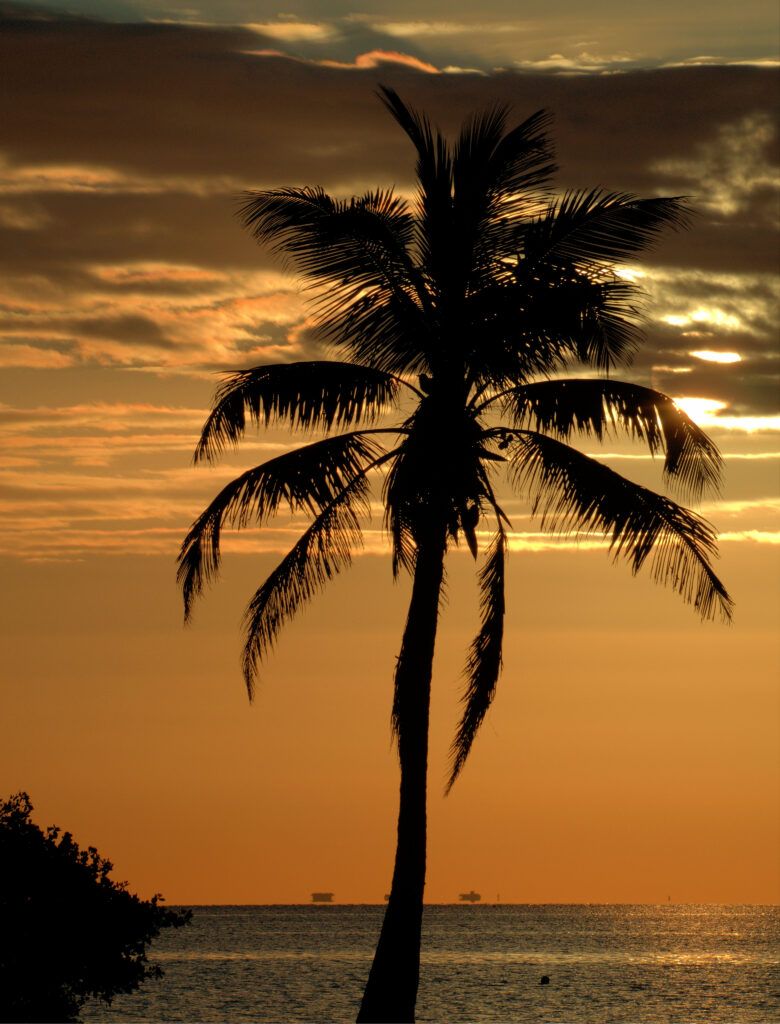 Silhouette of palm tree at vivid orange gold sunset over calm sea with distant boats and clouds Wallpaper