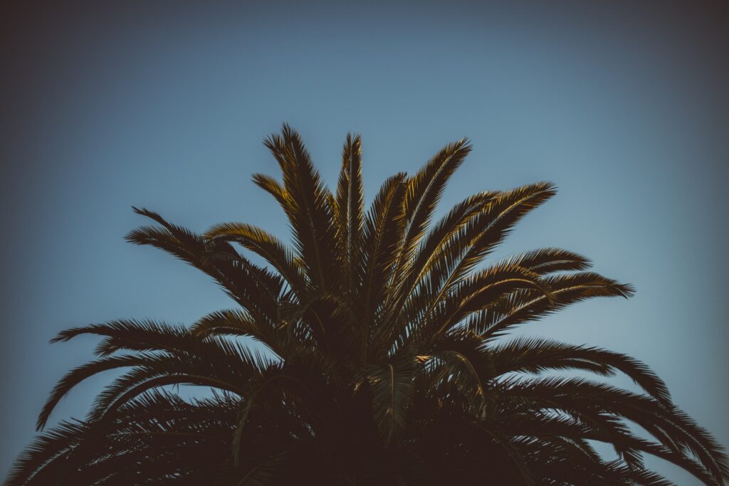 Silhouette of palm tree with lush leaves against clear blue sky tropical serene wallpaper background