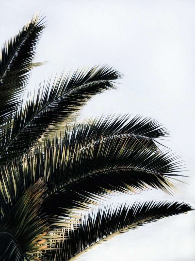 Elegant palm tree branches silhouette on soft pale sky tropical wallpaper background