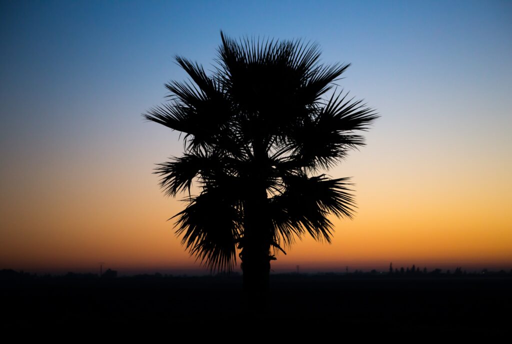 Silhouette of palm tree at tropical sunset with gradient sky from gold to deep blue wallpaper background