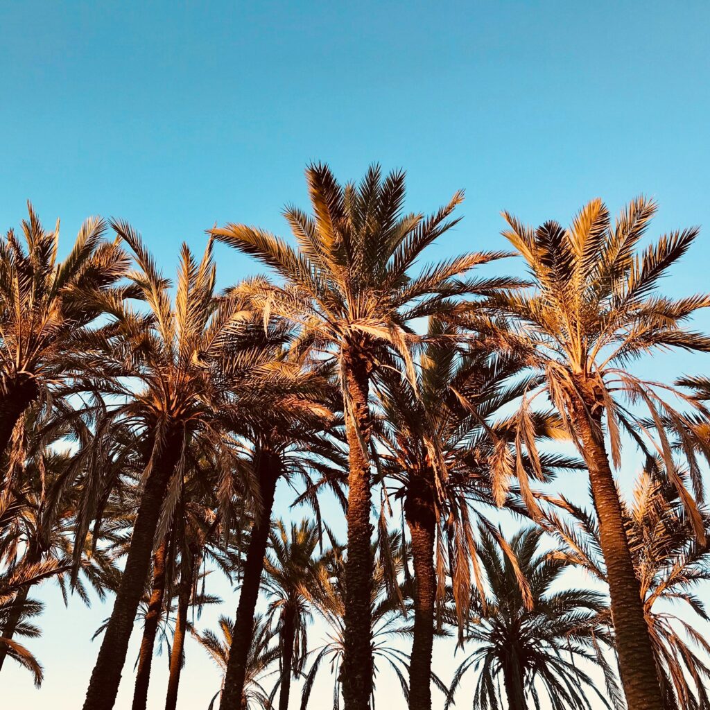 Tall palm trees silhouette tropical wallpaper with blue sky warm sunlight island vibes background