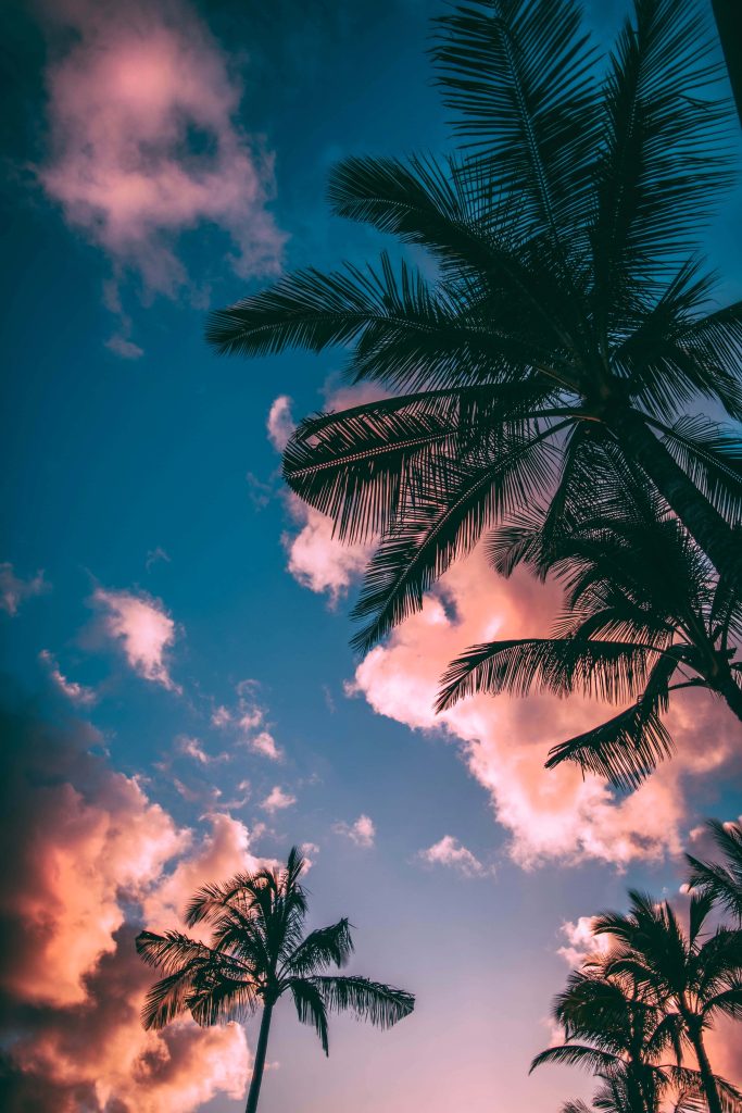 Tropical palm silhouettes at sunset with pink clouds and deep blue twilight sky background Wallpaper