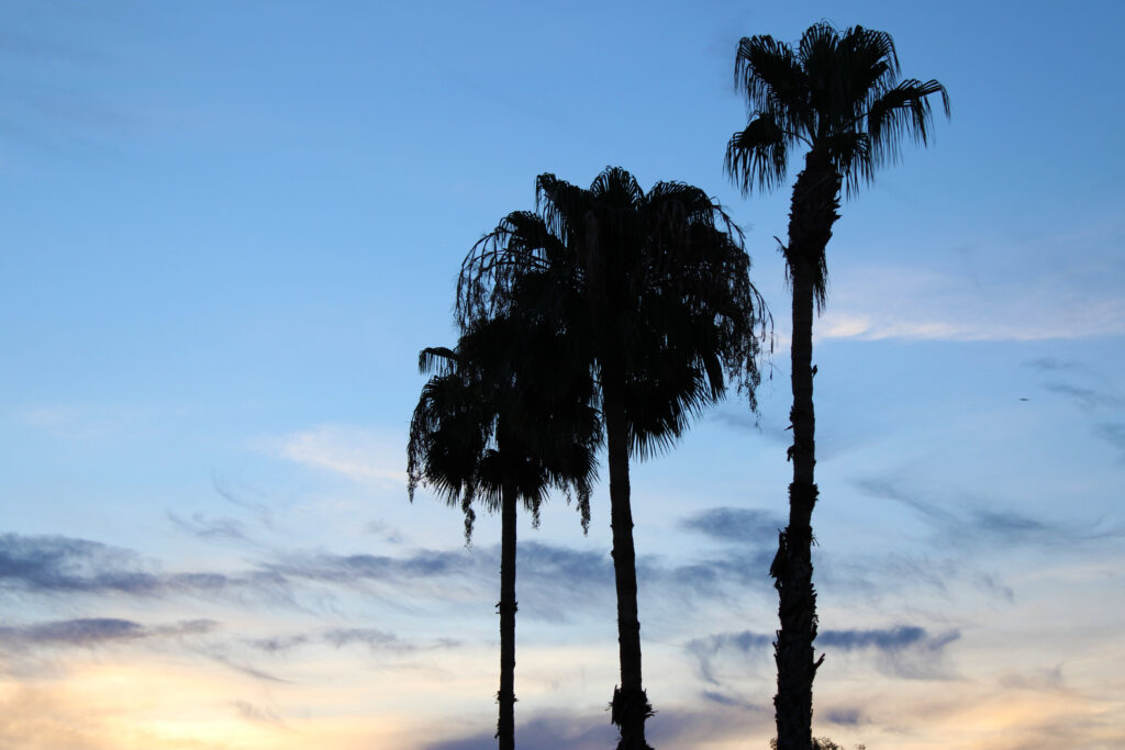 Silhouettes of tall palm trees at sunset against soft blue and golden sky with drifting clouds Wallpaper