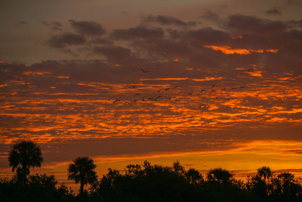 Silhouetted palm trees at tropical sunset with orange clouds and birds in peaceful sky wallpaper