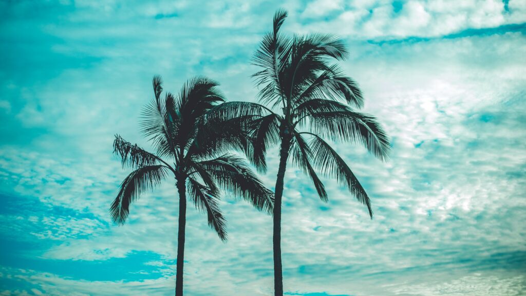 Silhouettes of tall palm trees against vibrant tropical sky with soft clouds and cool tones Wallpaper