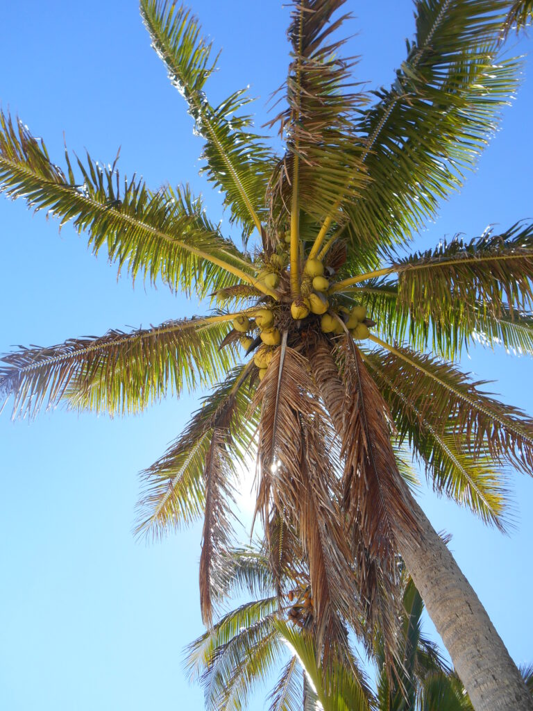 Upward view of tall palm tree with green leaves and brown branches against a clear blue sky Wallpaper