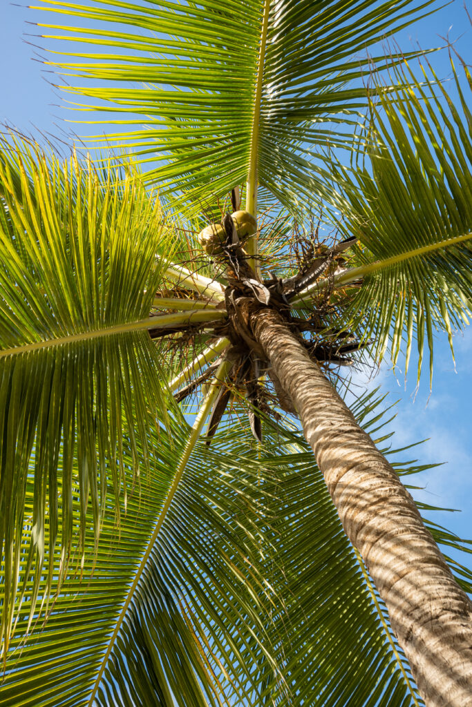 Upward view of lush green palm tree branches against bright blue summer sky tropical wallpaper