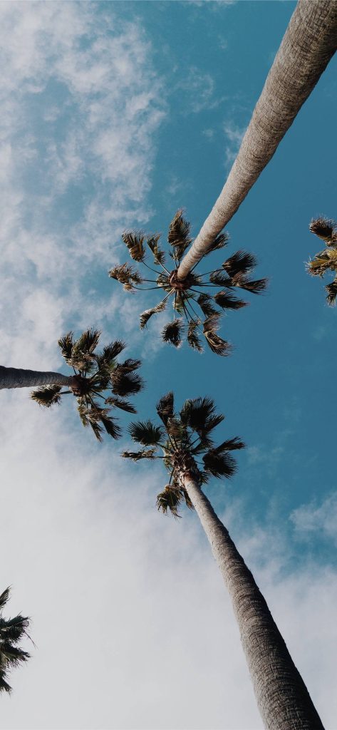 Low-angle photo of tall palm trees against vibrant blue sky with wispy clouds tropical wallpaper