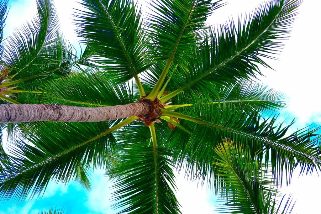 Upward view of tall palm tree with textured trunk against blue sky with scattered clouds wallpaper