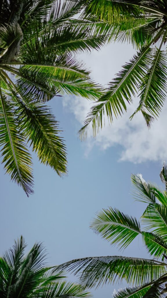 Vibrant green palm leaves framing clear blue sky with soft white clouds tropical serene wallpaper
