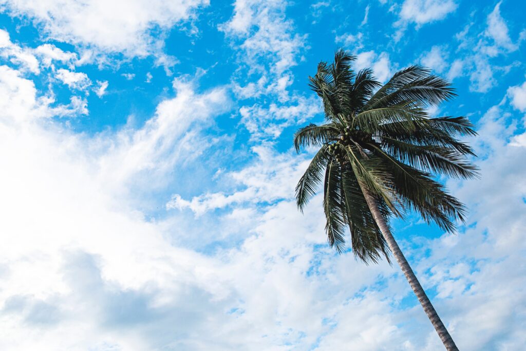 Vibrant tropical palm tree viewed from below with lush branches and bright blue sky background Wallpaper