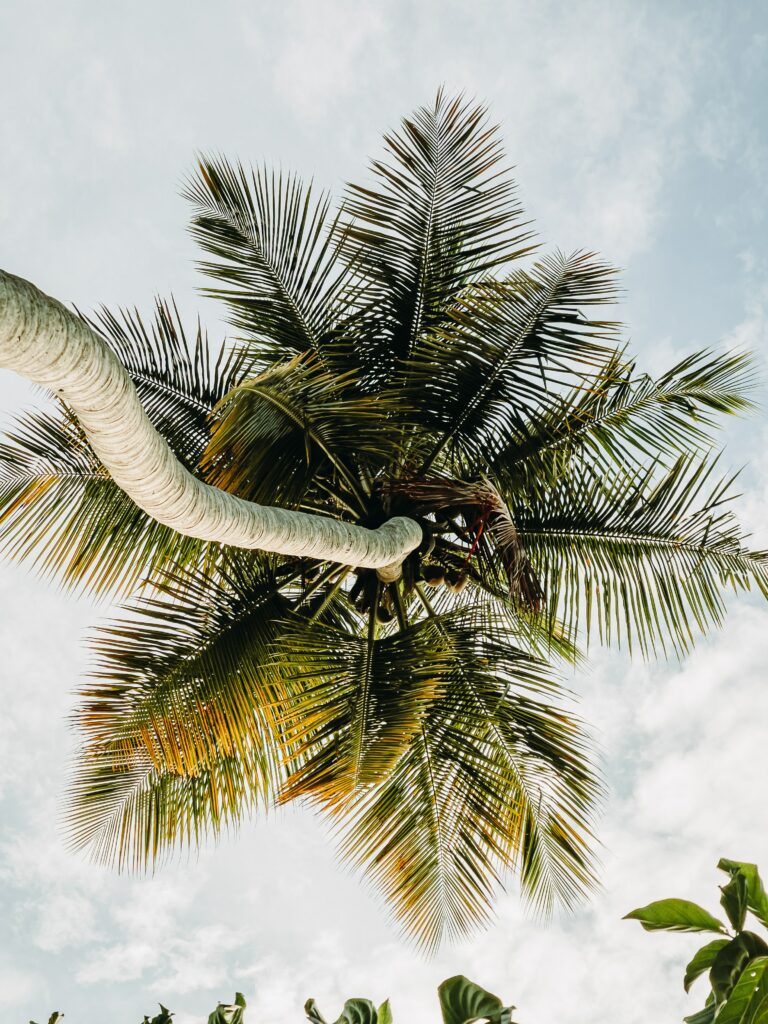 Tall palm tree with lush green fronds under bright summer sky tropical sunlit wallpaper background
