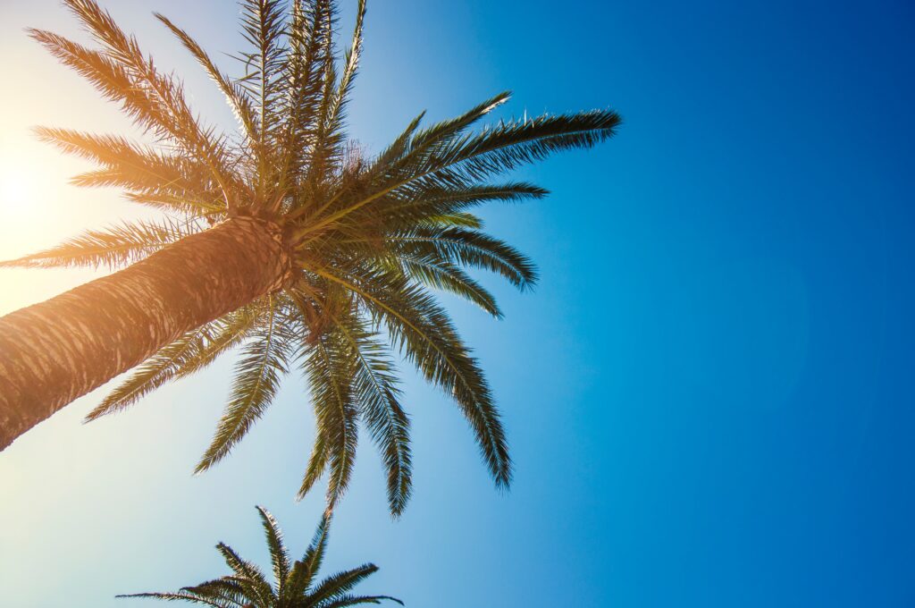 Tall palm tree with green leaves against clear blue sky sunlight tropical wallpaper background