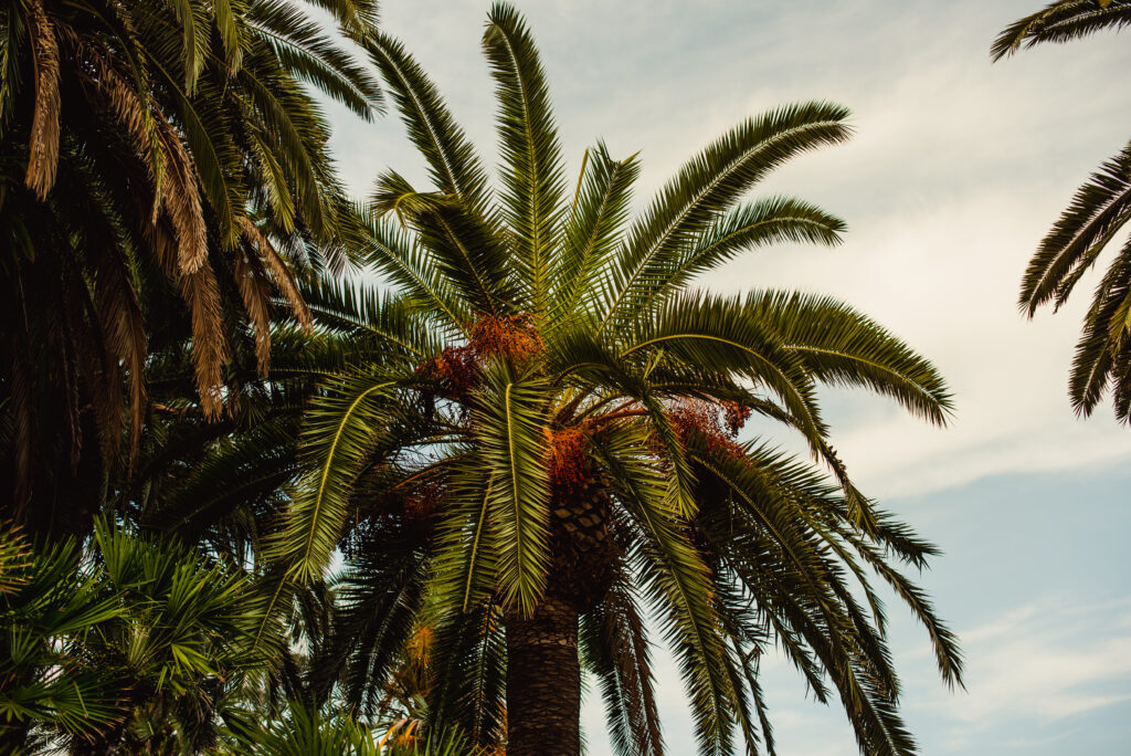 Lush green palm tree with detailed fronds under soft cloudy sky tropical wallpaper background