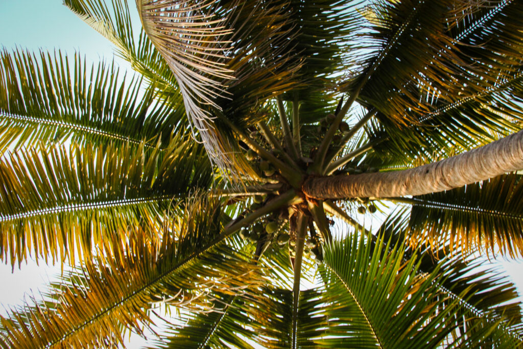 Lush green palm tree branches with sunlight filtering through tropical summer wallpaper background