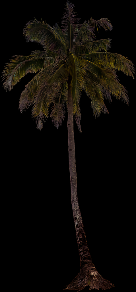 Tropical Palm Tree Wallpaper: Lush Green Fronds on Dark Background