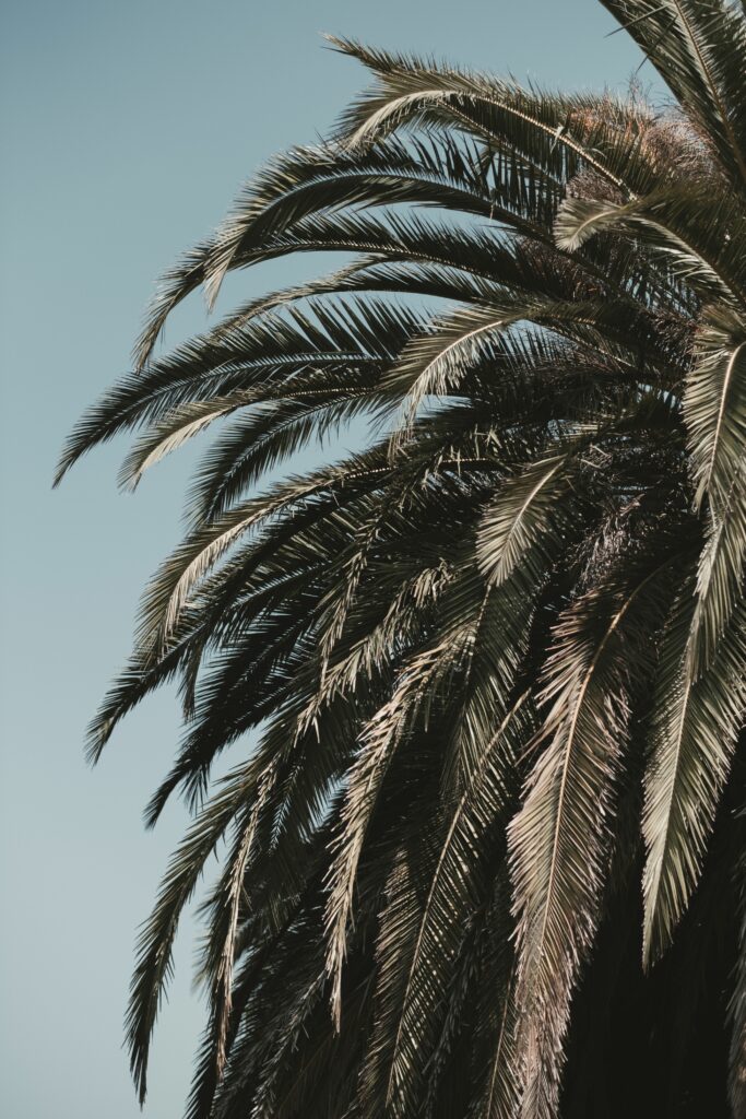 Lush green palm leaves with vibrant detail against clear blue sky tropical wallpaper background