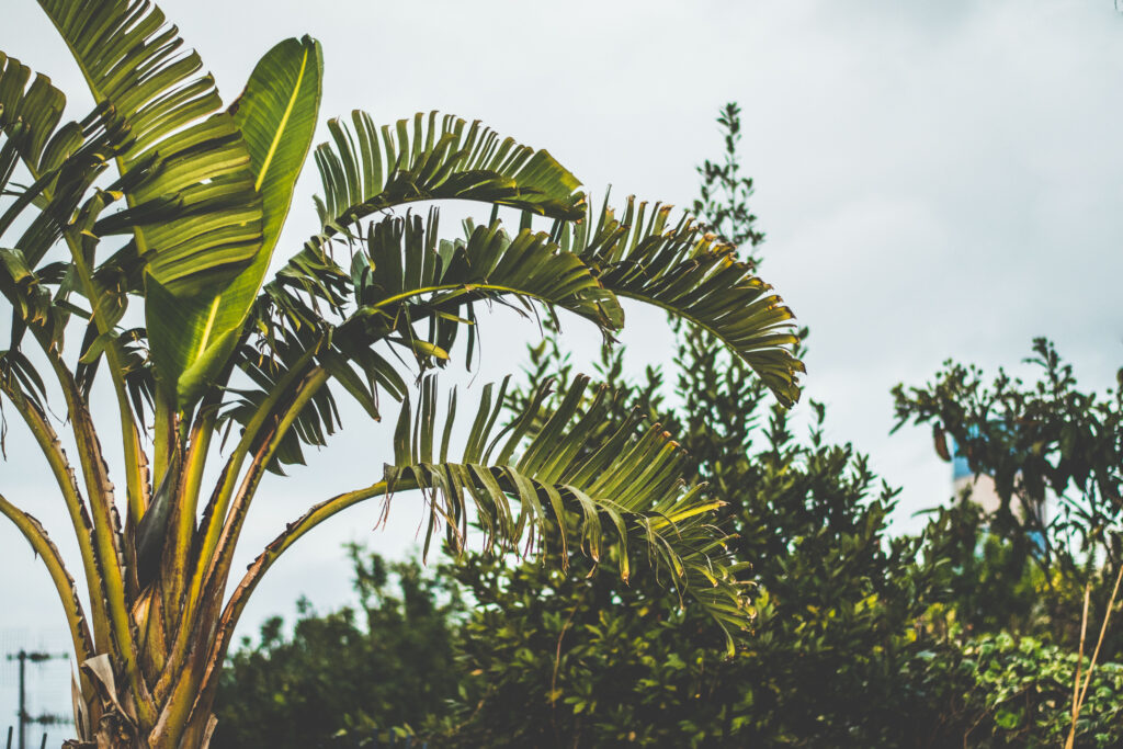 Tall palm tree with fan-shaped leaves against lush tropical foliage and cloudy sky wallpaper