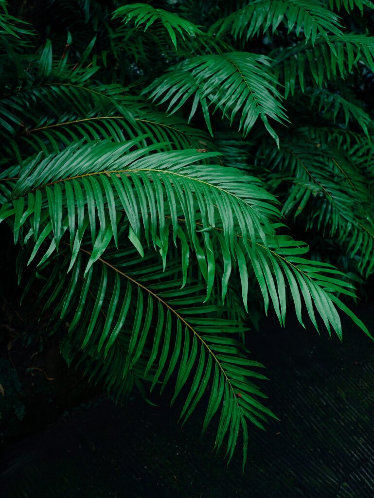 Lush green palm tree branches with detailed vibrant leaves creating a tropical wallpaper background