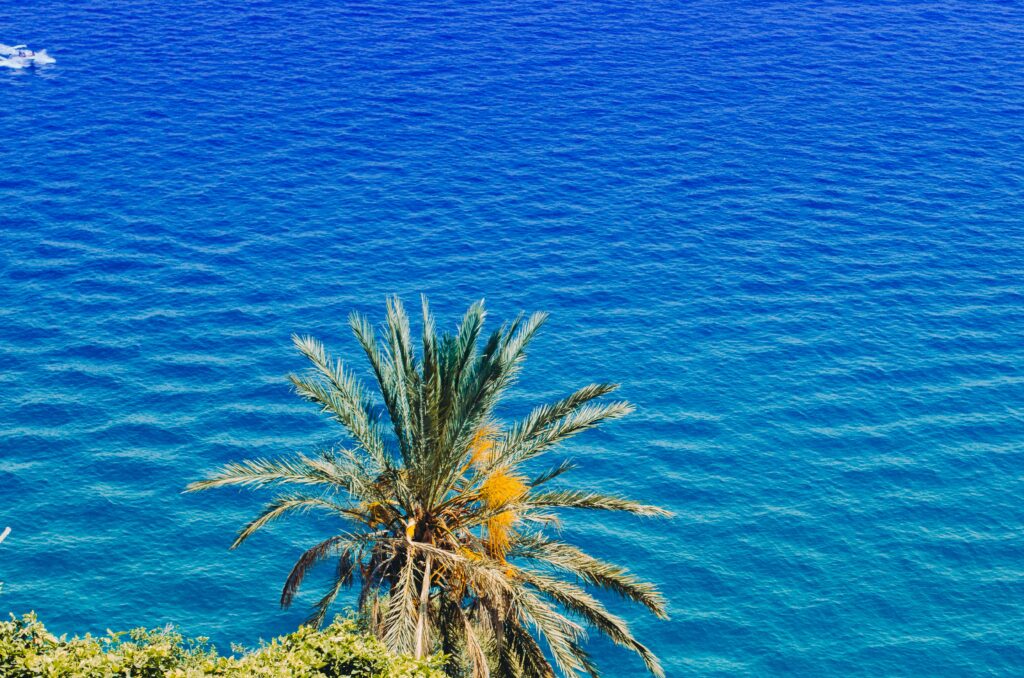 Tall palm tree by rippling blue sea under sunny skies tropical summer coastal wallpaper background