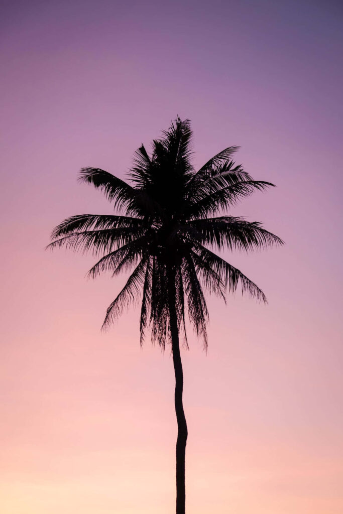 Serene Palm Tree Wallpaper: Tropical Gradient Sky for iPhone