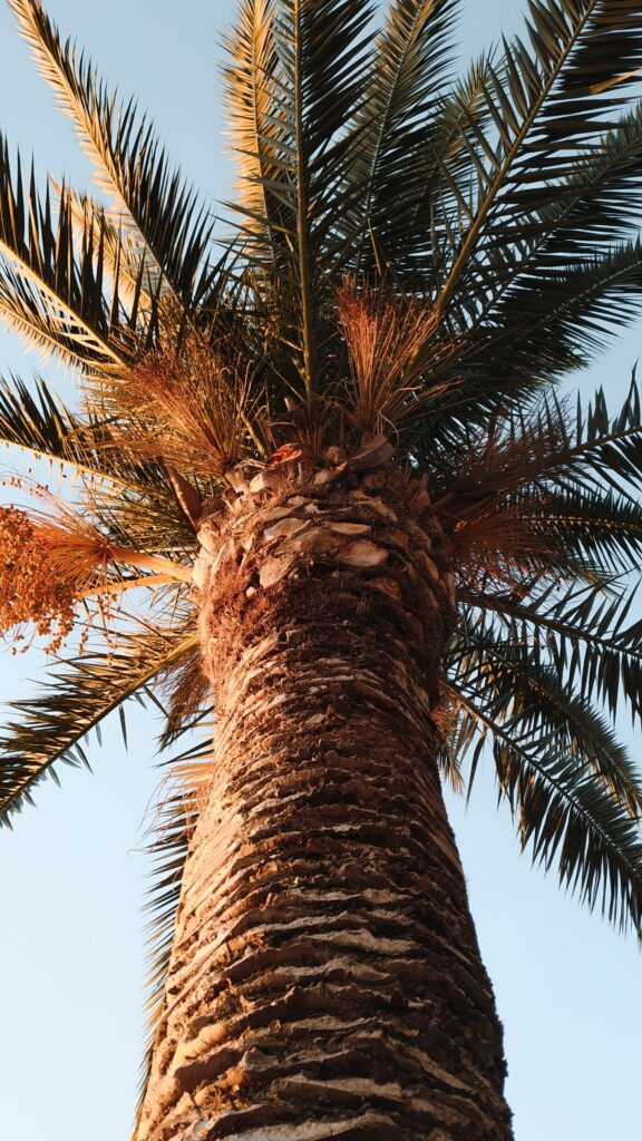 Upward view of tall palm tree with textured trunk and green leaves against clear blue sky wallpaper