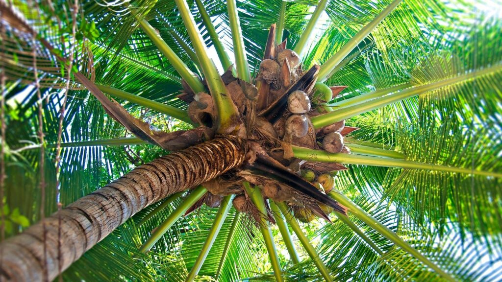 Upward view of lush palm tree with ripe coconuts sunlit tropical foliage wallpaper background
