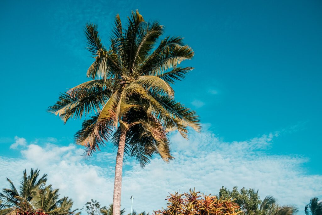 Tall palm tree with lush green fronds against clear blue sky tropical summer paradise wallpaper background