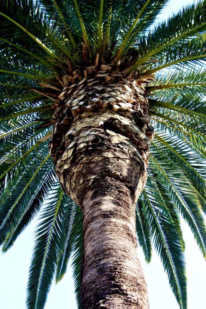 Vibrant palm tree trunk textured bark and green branches radiating against bright tropical sky wallpaper