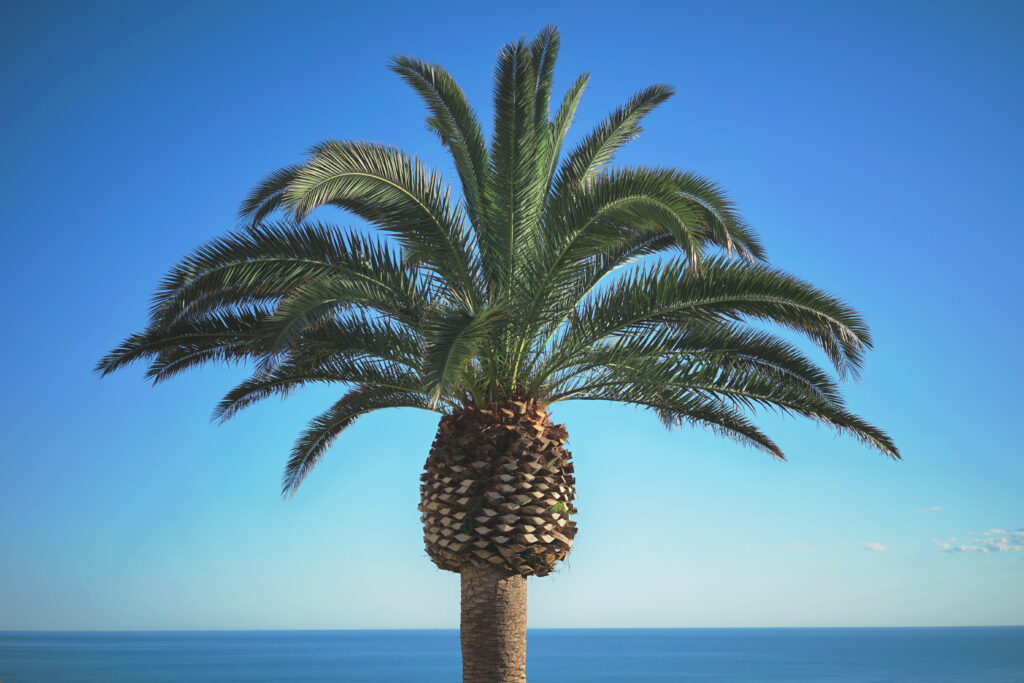 Lush palm tree with green fronds against blue sky and ocean tropical summer wallpaper background