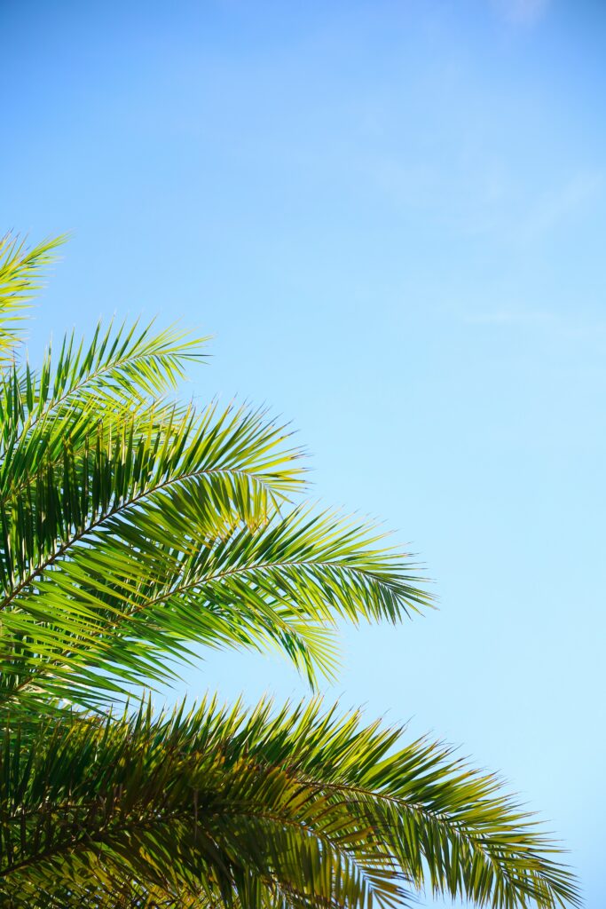 Lush green palm tree branches against clear blue sky tropical wallpaper background serene style