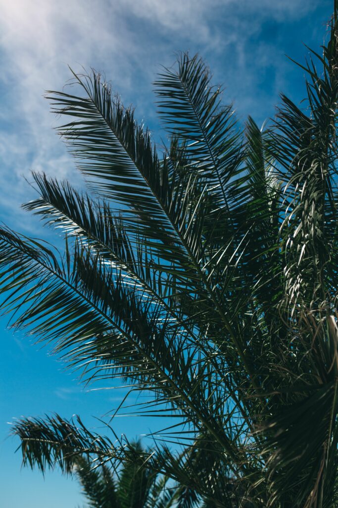 Palm tree branches with lush green leaves against vivid blue sky creating tropical vibe wallpaper