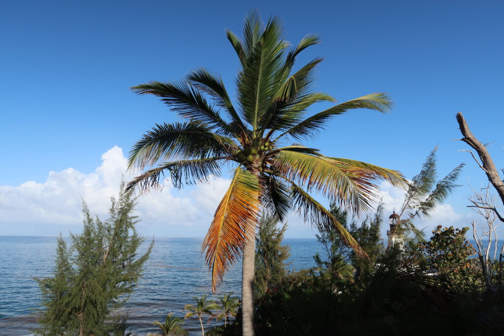 Tall palm tree with green yellow fronds against vibrant blue sky and calm tropical sea background Wallpaper