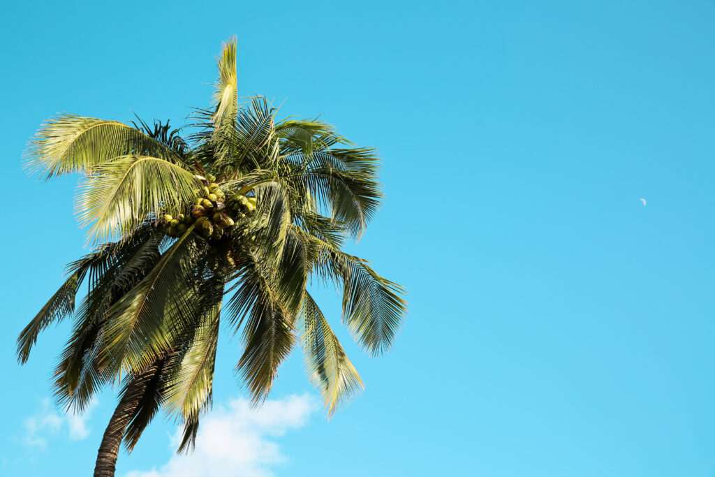 Tall coconut palm tree against clear blue sky tropical wallpaper background summer serenity