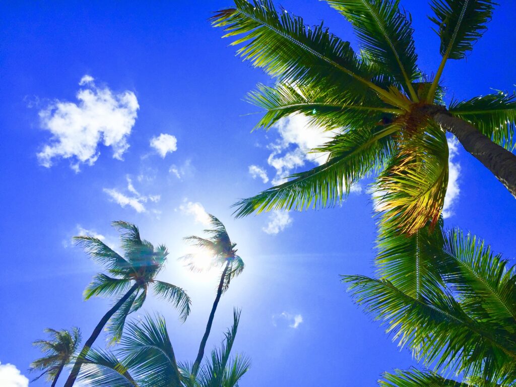 Tall palm trees sway under bright blue sky with glowing sun tropical Hawaii summer wallpaper